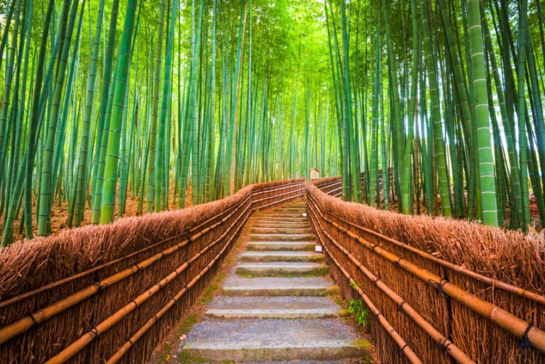 kyoto-japan-bamboo-forest (1)