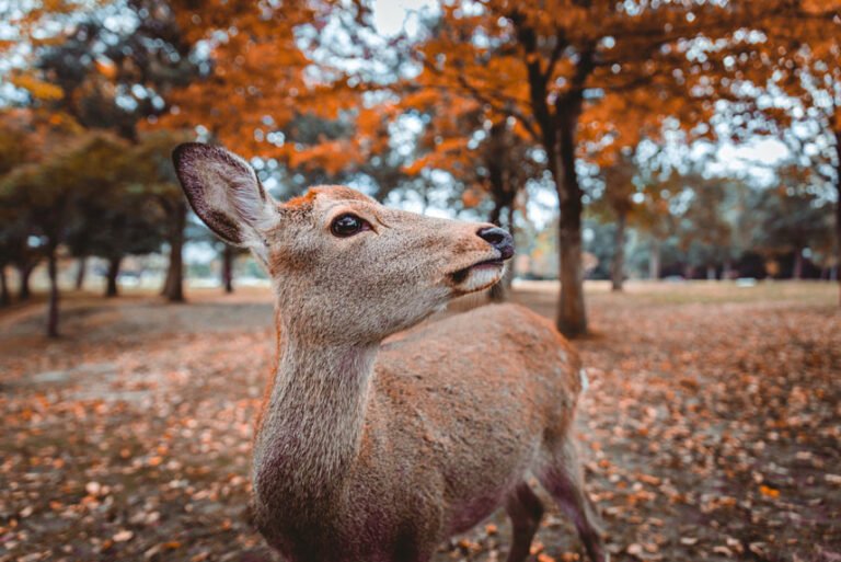 sacred-sika-deers-nara-park-forest-japa